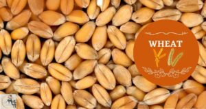 Wheat to lose weight fast