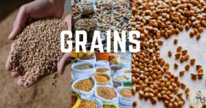 Grains for Golo diet